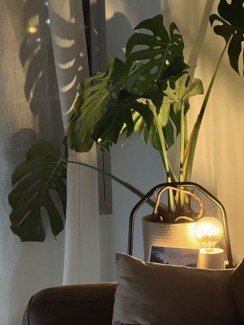 A monstera plant lit by a warm bulb lamp beside a sofa