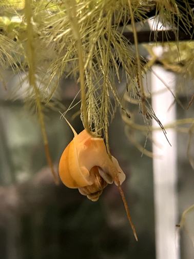 A hanging plant